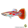 Poecilia reticulata var. Guppy Pigeon Blood