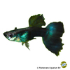 Poecilia reticulata var. Guppy Blue Sapphire