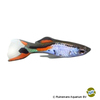 Poecilia wingei 'Silverado' Endler's Guppy Silverado