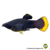 Poecilia sphenops var. Black Molly Orange Seam