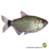 Bario oligolepis Glass Tetra