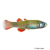 Scaturiginichthys vermeilipinnis Redfin Blue Eye