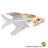 Gymnochanda verae Rose Flame Glassfish