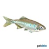 Opsarius bakeri Blue Spotted Hill Trout