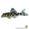 Hypancistrus sp. 'L471' Mini Snowball Pleco L471