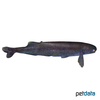 Brienomyrus brachyistius Baby Whale Fish