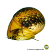 Clithon sowerbianum 'Yellow Fancy' Mini Neritine Snail Yellow Fancy