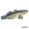 Giuris margaritaceus Snakehead Gudgeon