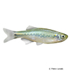 Danio feegradei Yoma Danio