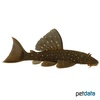 Ancistrus patronus Patronus Bristlenose Catfish