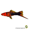 Xiphophorus hellerii var. Swordtail Red Spotted