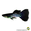 Poecilia reticulata var. Guppy Platinum Black Snakeskin