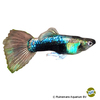 Poecilia reticulata var. Guppy Neon Tuxedo Red