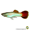 Poecilia reticulata var. Guppy Coral Red Tail