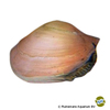Anodonta cygnea 'Gold' Swan Mussel Gold