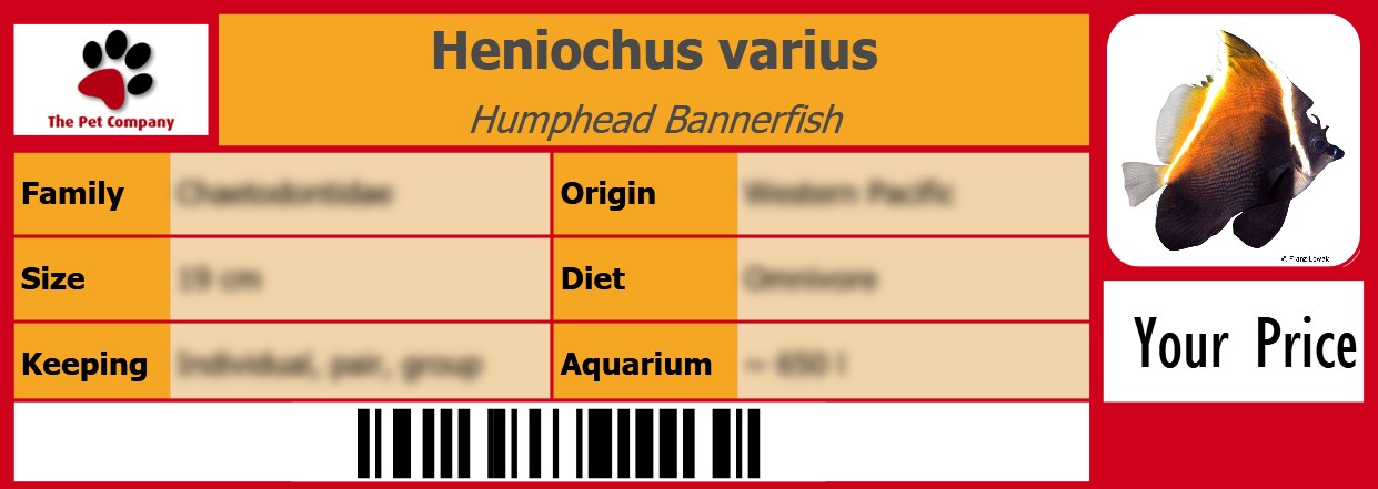 Pet Label Gallery Butterflyfishes Heniochus Varius Humphead