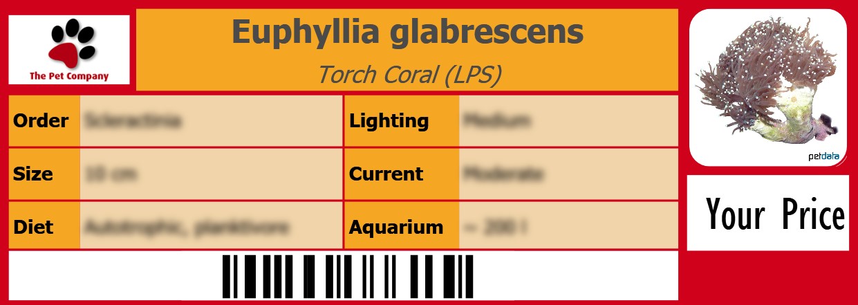 Pet Label Gallery Hard Corals Euphyllia Glabrescens Torch Coral Lps