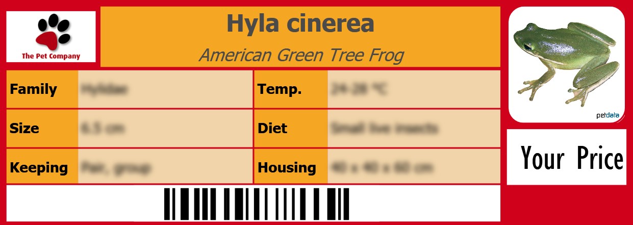 Hyla cinerea American Green Tree Frog 105 x 38 mm