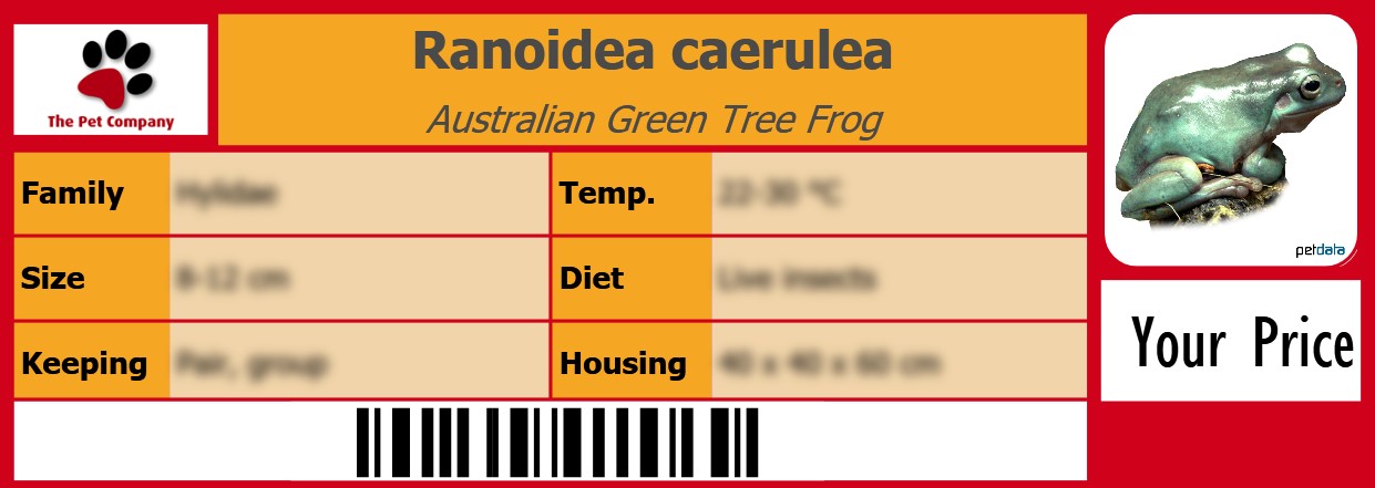 Ranoidea caerulea Australian Green Tree Frog 105 x 38 mm