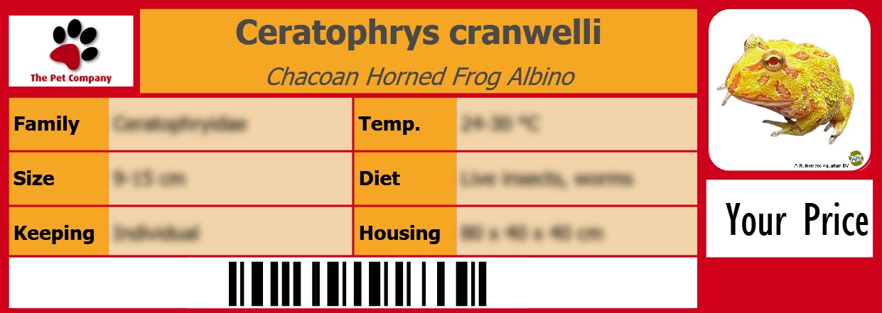 Ceratophrys cranwelli Chacoan Horned Frog Albino 105 x 38 mm