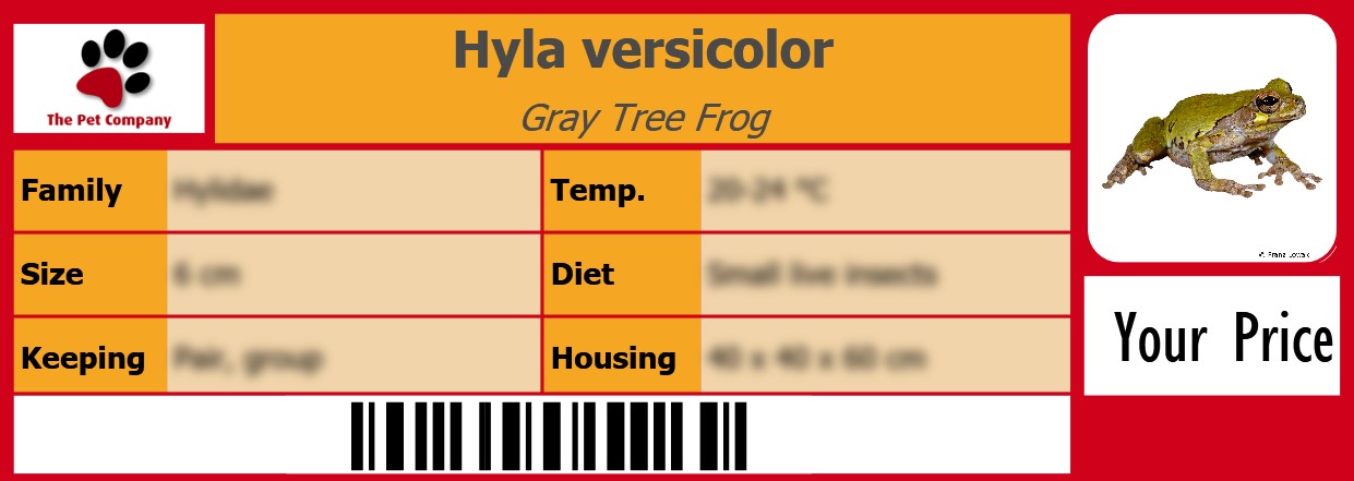 Hyla versicolor Gray Tree Frog 105 x 38 mm