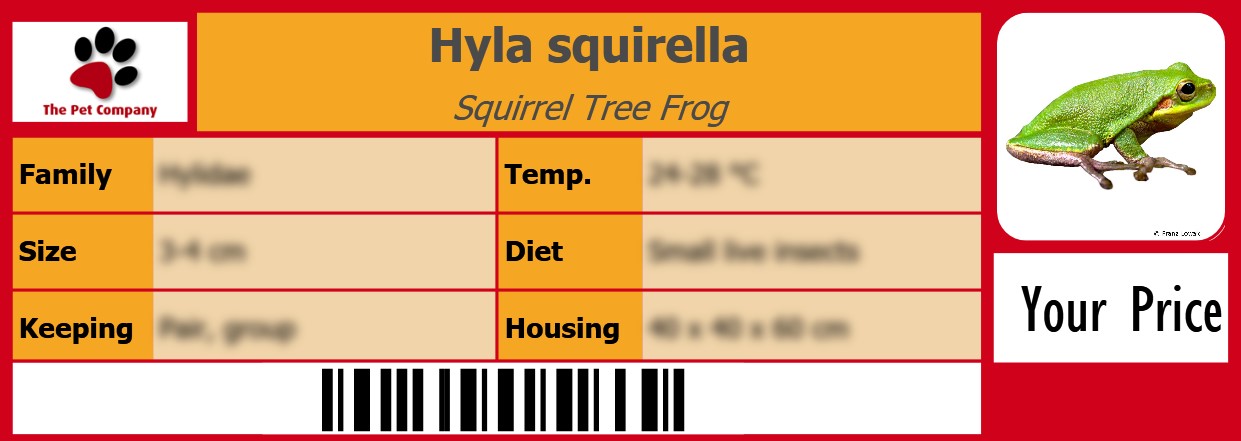 Hyla squirella Squirrel Tree Frog 105 x 38 mm
