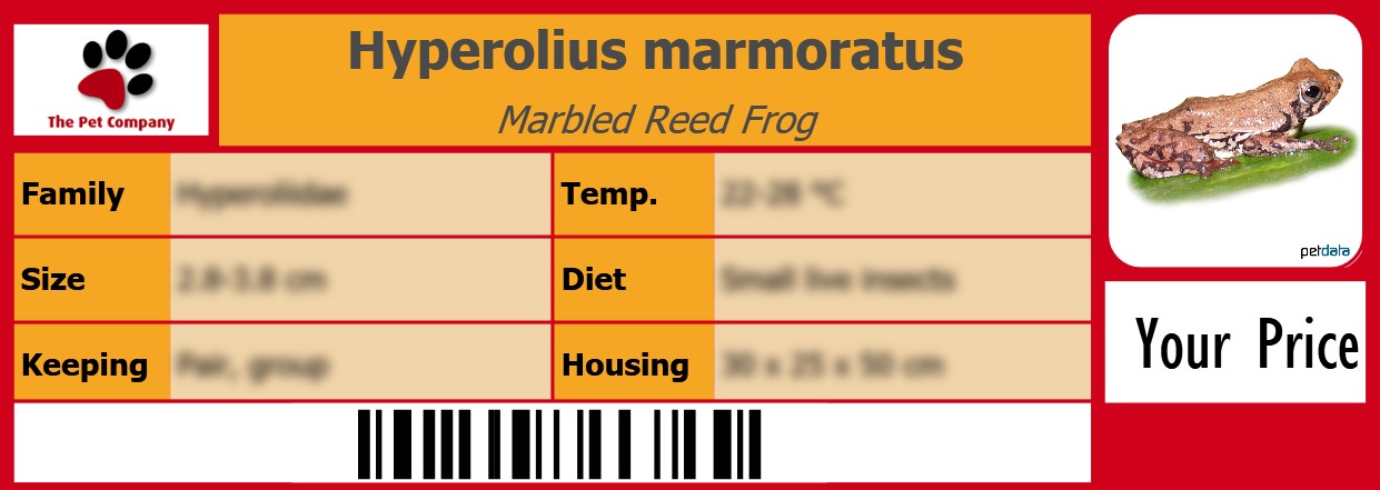 Hyperolius marmoratus Marbled Reed Frog 105 x 38 mm