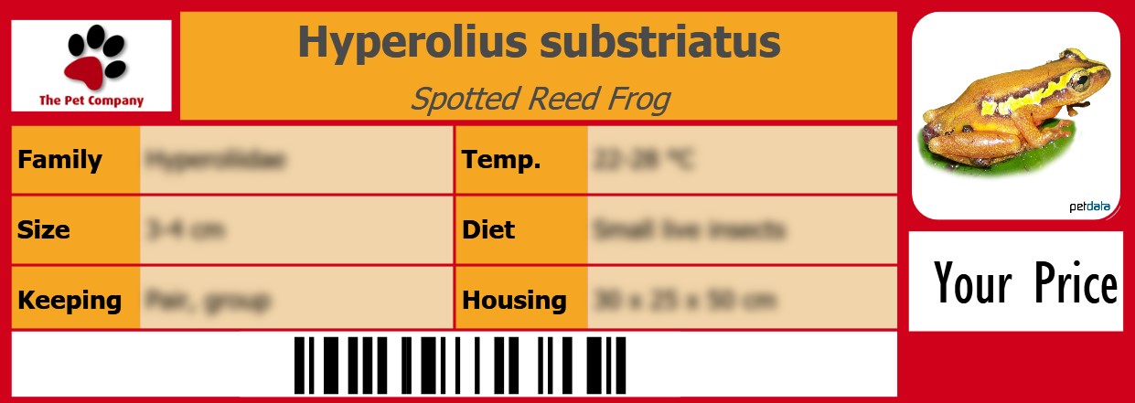 Hyperolius substriatus Spotted Reed Frog 105 x 38 mm