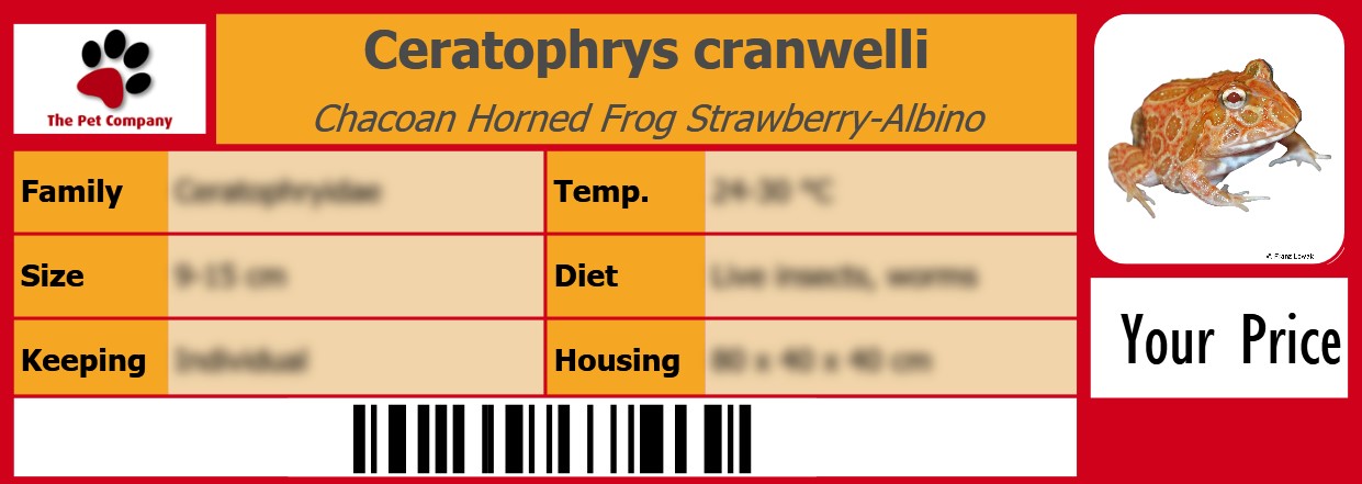 Ceratophrys cranwelli Chacoan Horned Frog Strawberry-Albino 105 x 38 mm