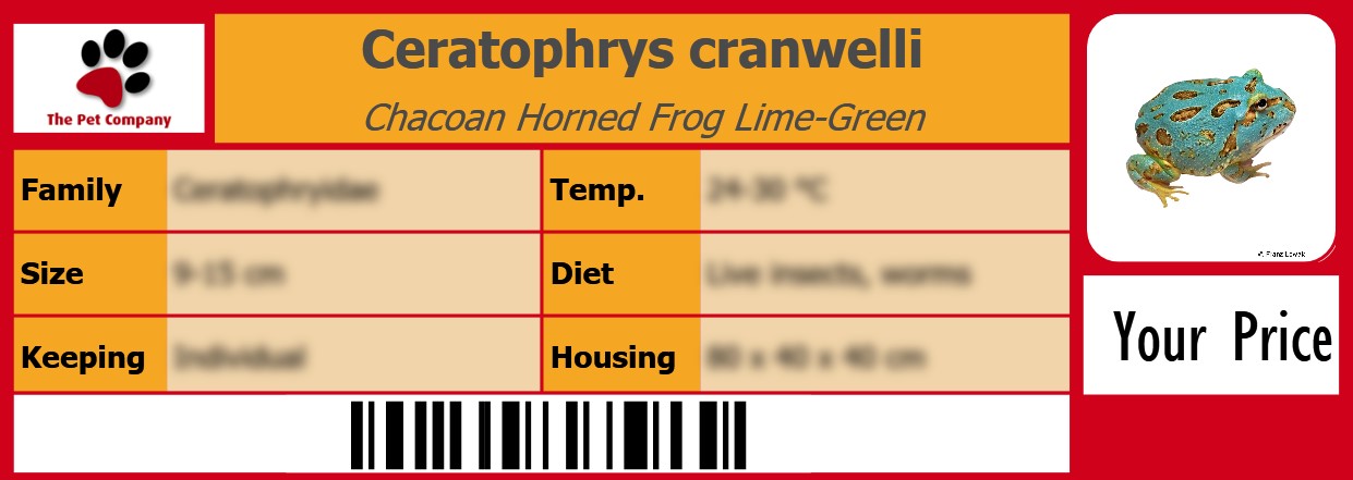 Ceratophrys cranwelli Chacoan Horned Frog Lime-Green 105 x 38 mm