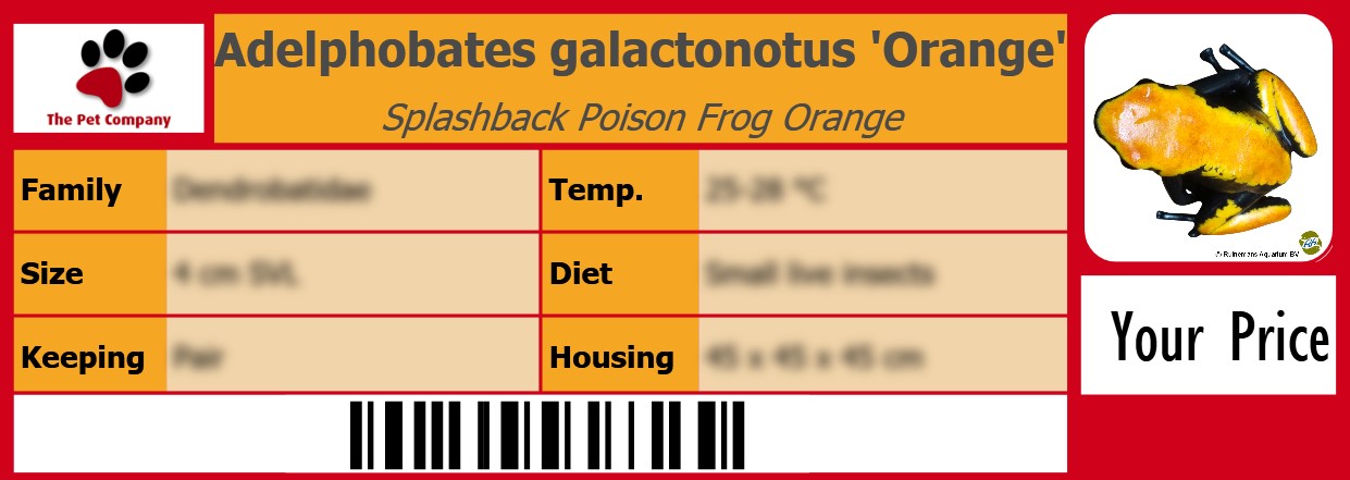 Adelphobates galactonotus 'Orange' Splashback Poison Frog Orange 105 x 38 mm