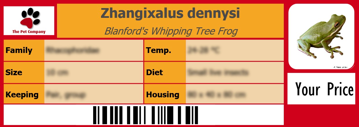Zhangixalus dennysi Blanford's Whipping Tree Frog 105 x 38 mm