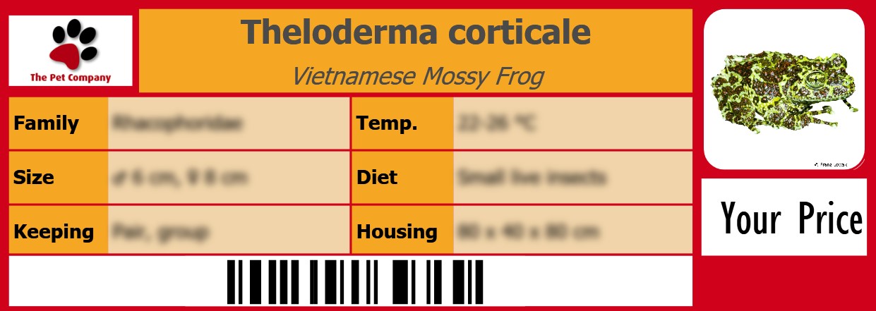 Theloderma corticale Vietnamese Mossy Frog 105 x 38 mm