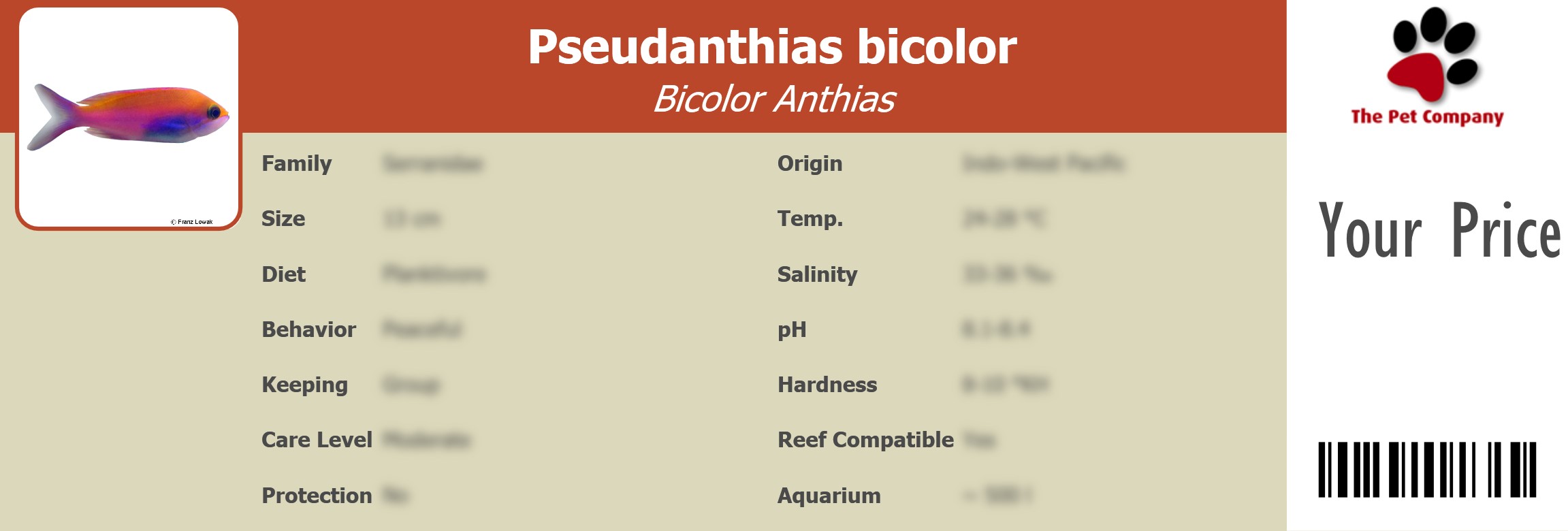 Pseudanthias bicolor Bicolor Anthias 195 x 66 mm