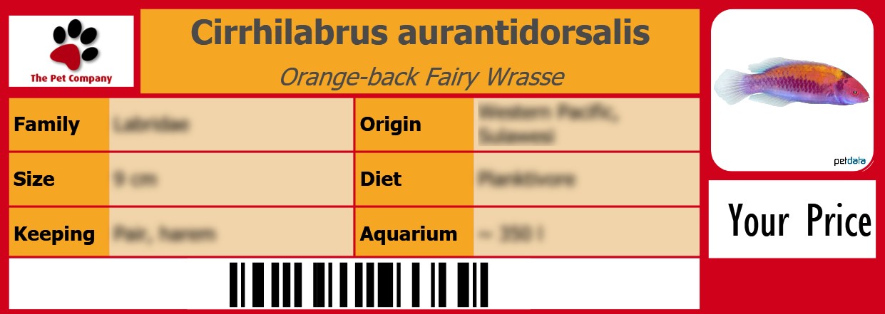 Cirrhilabrus aurantidorsalis Orange-back Fairy Wrasse 105 x 38 mm