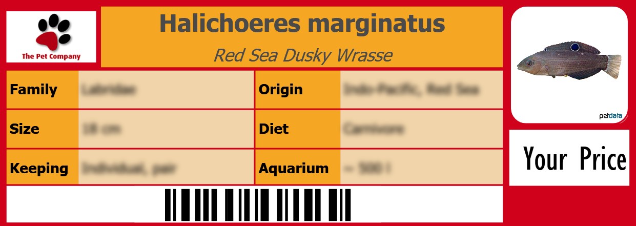 Halichoeres marginatus Red Sea Dusky Wrasse 105 x 38 mm