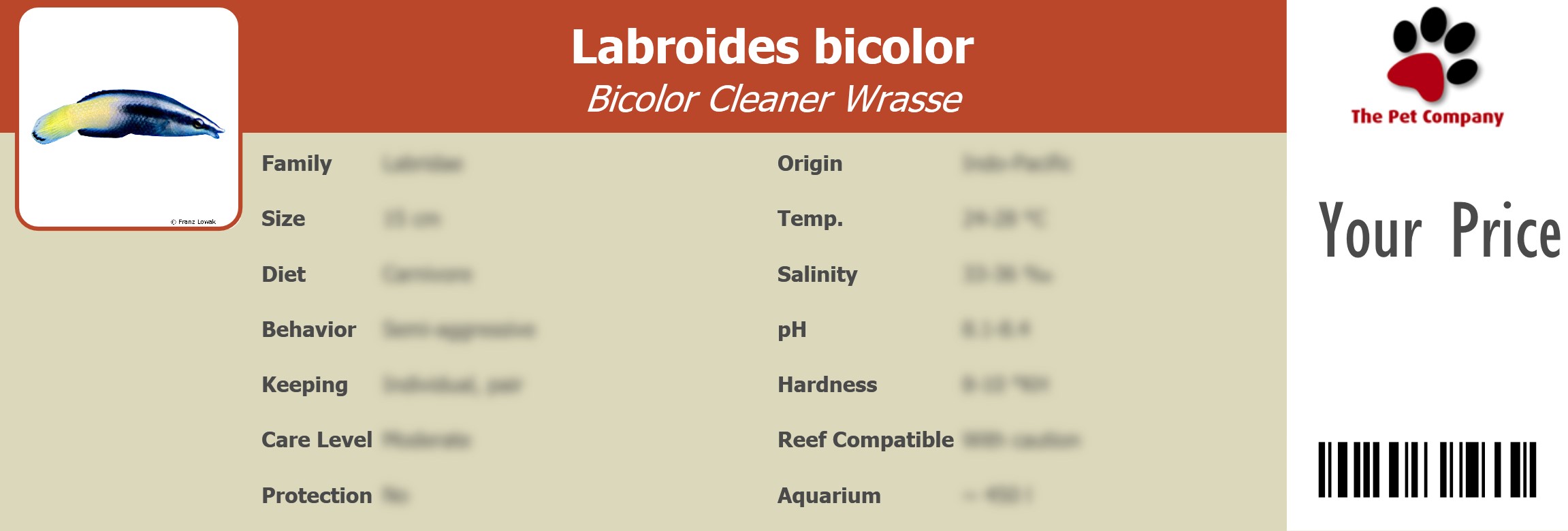 Labroides bicolor Bicolor Cleaner Wrasse 195 x 66 mm