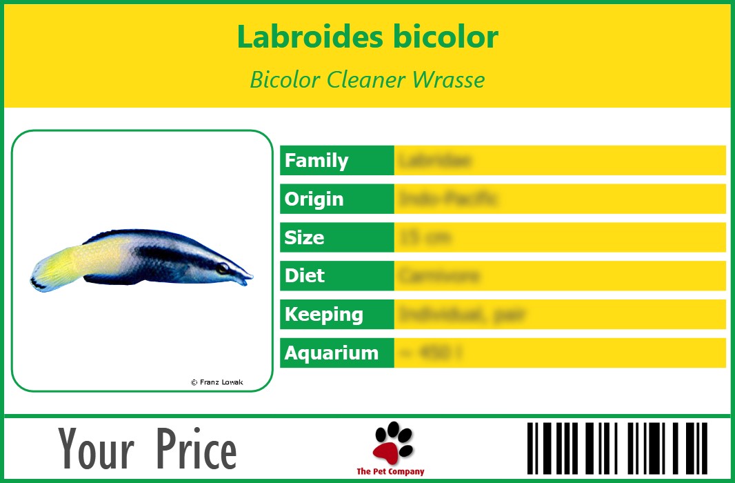 Labroides bicolor Bicolor Cleaner Wrasse 90 x 60 mm