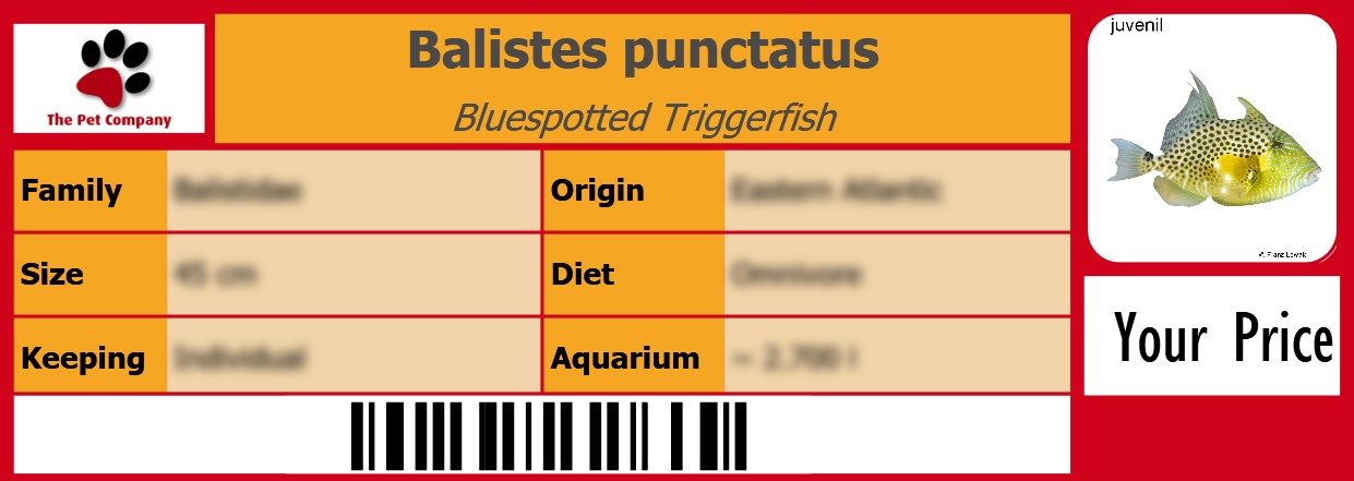 Balistes punctatus Bluespotted Triggerfish 105 x 38 mm