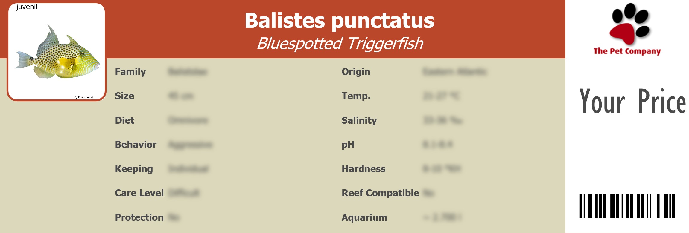 Balistes punctatus Bluespotted Triggerfish 195 x 66 mm
