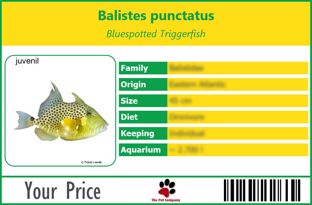 Balistes punctatus Bluespotted Triggerfish 90 x 60 mm