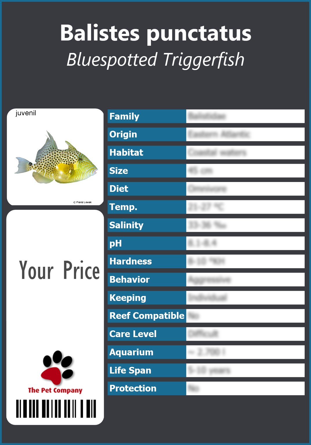 Balistes punctatus Bluespotted Triggerfish 91 x 130 mm