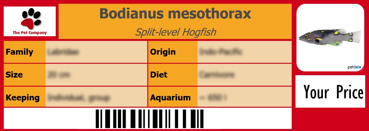 Bodianus mesothorax Split-level Hogfish 105 x 38 mm