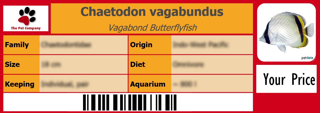 Chaetodon vagabundus Vagabond Butterflyfish 105 x 38 mm