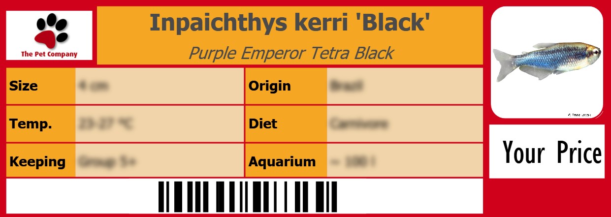 Inpaichthys kerri 'Black' Purple Emperor Tetra Black 105 x 38 mm