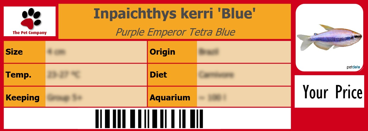 Inpaichthys kerri 'Blue' Purple Emperor Tetra Blue 105 x 38 mm