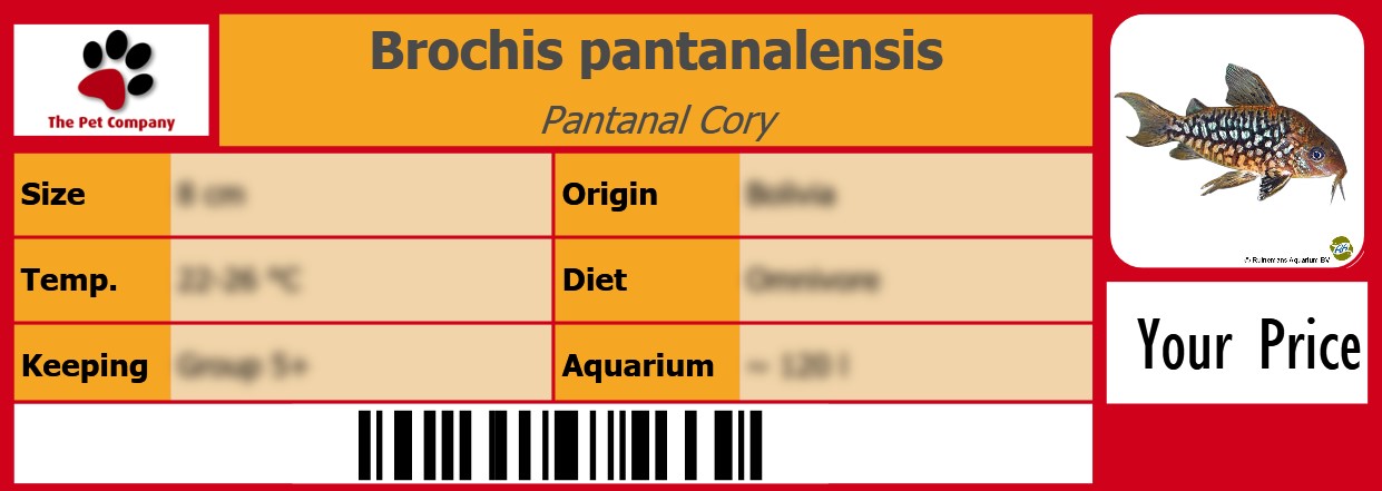 Brochis pantanalensis Pantanal Cory 105 x 38 mm