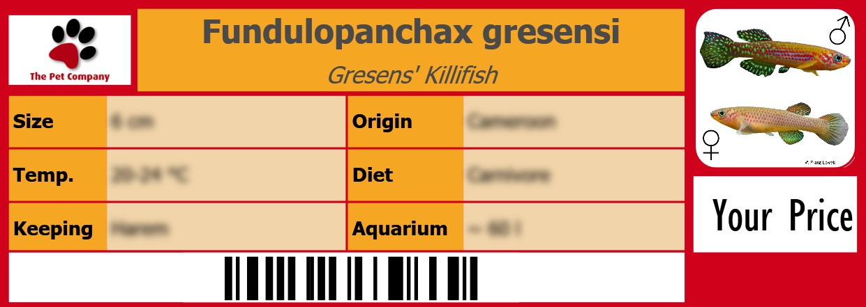 Fundulopanchax gresensi Gresens' Killifish 105 x 38 mm