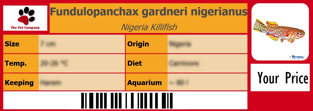 Fundulopanchax gardneri nigerianus Nigeria Killifish 105 x 38 mm