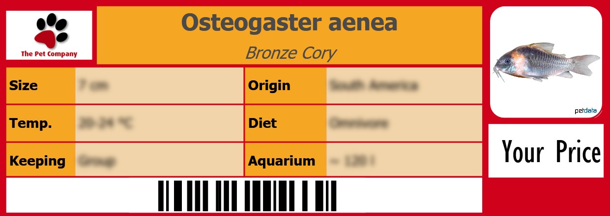 Osteogaster aenea Bronze Cory 105 x 38 mm